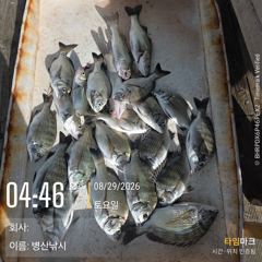 [고성] 병산  감성돔 마리수 농어 숭어 마리수 선외기흘림조황~~ 사진