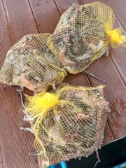 [사천] 삼천포 물새호 문어조황 사진