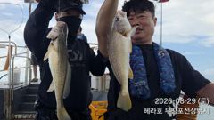조황정보 - 8/29 백조기 조황 - 무창포선상낚시