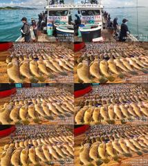 ♥ 붉바리들..이정도는 잡아봐야지요 초대박 붉바리조황입니다[2026년08월29일] ◎ 해마루호가 뜨는이유? 조황때문이죠 ◎ 핵심포인트: 바로진입.. 바로히트.. ▣ 차원이 다른 ...