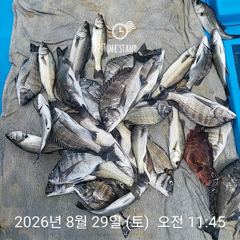 [사천] 삼천포 내만권 감성돔