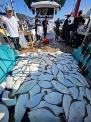 오늘의조황 - 26.8.25 블레스호 광어다운샷 조황 - 신진도_선상낚시,블레스호,퀸블레스호,퍼스트호,광어다운샷,우럭,갑오징어