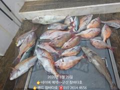 29일 참돔입니다.  