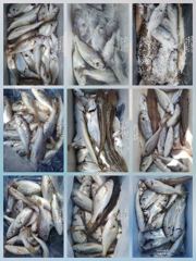 [무창포아파치호] 8월29일(토), 사릿 물때, 마릿수의 백조기조황~ㅎ 내일(일,30일)도, 모레(월,31일)도 정상출조, 자리여유, 전화주세요~ 010-8422-0866.