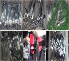 목화피싱 8/28일 야간갈치낚시 사이즈 조황 보시오.비온 다음날 사이즈좋고 마릿수도 잘나옵니다.