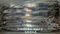 2026년 08월 29일 토요일 내만 갈치 조황 사진