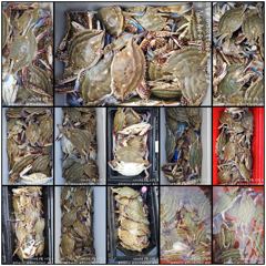 출조안내 - [부산공항낚시] 31일(월요일)오전9시"여수먼바다 왕갈치 출조합니다 사진