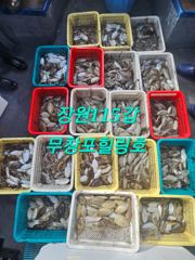 힐링호 갑오징어 조황입니다! 사진