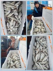 [무창포아파치호]8월30일(일),대박~갈치대장쿨러가얼음없이백조기들로만가득,전원100수씩오버,일가족4인낚시,대장쿨러만땅,조기입항조황~내일(월,31일)도정상출조.자리여유,전화주세요~0 사진