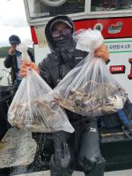 오천항 K1호 8월 29일 갑오징어 탐사 출조 조황~ 100갑이상 5분!!