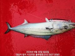 (東)동해조황 - 30일 일욜 새벽 조황, 실시간 모습!