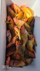 실시간 조황 - 2026년 8월 29일 황열기 출조