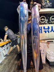 먼바다갈치 3지,4지급 오늘 무조건 출동~ 오늘, 내일~ 예약가능