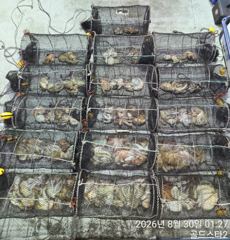 29일야간문어 사모님들이 키로오버쭉쭉뽑고( 오늘야간예약중