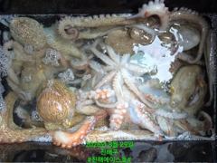 [진해] 문어꾸준한 입질!  평일이라 더 여유롭게! 문어 손맛 함께하실 … 사진