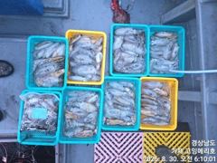 (무늬오징어)전투팁런 130여수 연타로 줄줄이~고잉메리호(오늘 예약)