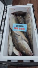 26.8.30일 대구라바 조황 입니다 