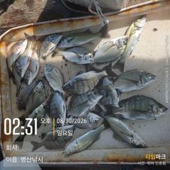 [고성] 병산  감성돔 농어  마리수 선외기 흘림조황~~