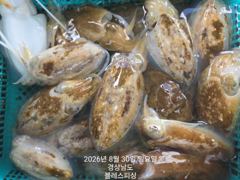 8월30일 갑오징어 조황! 점점 좋아지네요~