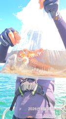 통영서하호  8월 이벤트 당첨 확정 1.20키로 박지*님  축하드립니다