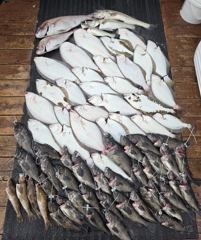 전체조황 - (11명출조) 8월30일 농어조황 (잡어 굿~!!) - 인천 연안부두 칸피싱, 루어, 침선, 생활낚시 전문