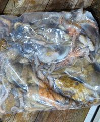 [포항] 29일 조황>> 야간 돌문어~!(월화 운동장)
