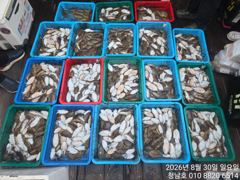 오늘의조황 - 청남호 8월30일 갑오징어 탐사 조황입니다 - 청남호,뉴청남호,안면도,영목항 ,선상낚시,청남낚시마트,