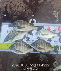 [마산] 뉴성진호/오늘 감성돔 [예약가능]