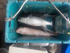 자연식 조황 - 삼길포 만석좌대 8월 30일 자연식 조황 입니다 - 삼길포 만석좌대낚시 사진