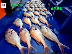 8/30 군산 k1 참돔 히트.히~트 !!!!  사진