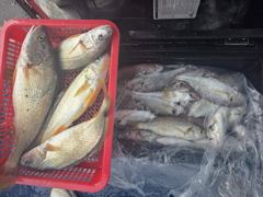 [백조기조황] 29일 백조기 부세  마지막 조황입니다