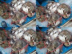[쭈갑조황] 8월30일 망탱이 꽃게조황