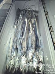 제주 제우스 피싱 29일 갈치 조황