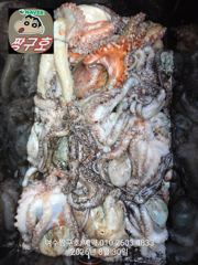여수 짱구호  8월30일(일) 문어(100여수)조황 ☆갑오징어.쭈꾸미☆출조 모집