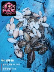 [여수반하나호] 갑오징어 탐사 성공!!!9월 예약창 오픈되었습니다. 사진