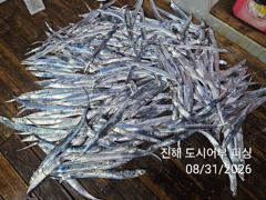 31일새벽 우~와 씨알큰 내만갈치 루어 텐빈 전원 타작~!!오늘 예약가능 사진