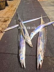 제주갈치는 제주답게~ 제주 구룡호(9DRAGON) 8월 30일 일요일 <<< 갈치 출조 >>> 사진