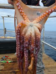 8.30 문어조황 사진