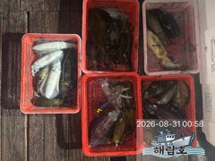 8월30일 무늬오징어 팁런조과입니다. 사진