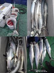 테크호 -대삼치  많은마릿수 화끈한손맛~