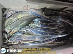 내만칼치ㅡ씨알좋고 마릿수굿 ㅡ예약가능 사진