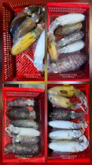 순위 변동 중 한 마리가 승부를 바꾼다 사진