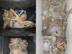 [진해] 30일 조항. 오늘도 계속해서 야간~돌문어 마리수 잡으러 출조 … 사진