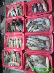야간 무늬 팁런 !! 마릿수 조황 !!60~70수 4시간 !! 사진
