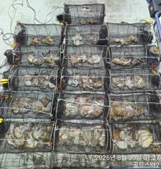 [진해] 야간문어 키로오버및 중치 쭉쭉뽑고( 오늘야간예약중 사진