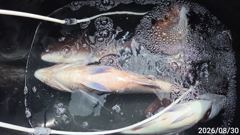 大物참돔터(흘림) 대형급들 마구 터져나가요~고성베이호(1일 예약) 사진