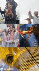 [포항] 포항돌문어 사진