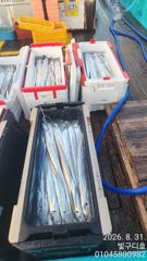 출조안내 - 쭈꾸미 내일1자리여유