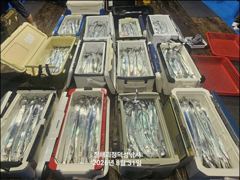 [진해] [31일입항] "준내만갈치"3지4지 대치들로 쿨러 묵직하게 담았…