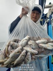 [무창포아파치호] 8월31(월), 10분 조사님들, 마릿수의 백조기 조황~ 내일부터 쭈갑 병행출조, 물때 좋은날 선예약 취소자 발생으로 자리 여유, 전화주세요~ 010-8422-0866.